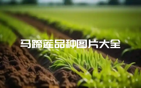 马蹄莲品种图片大全-会东网