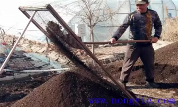 迷你小黄瓜如何种植、移栽后管理方法-会东网