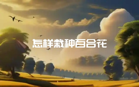怎样栽种百合花-会东网