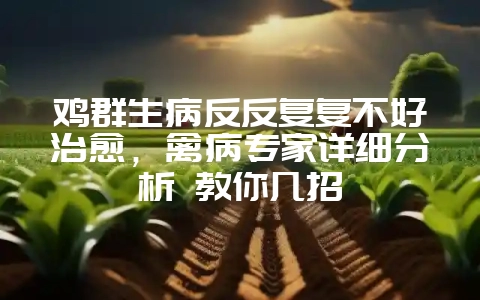 鸡群生病反反复复不好治愈，禽病专家详细分析 教你几招-会东网