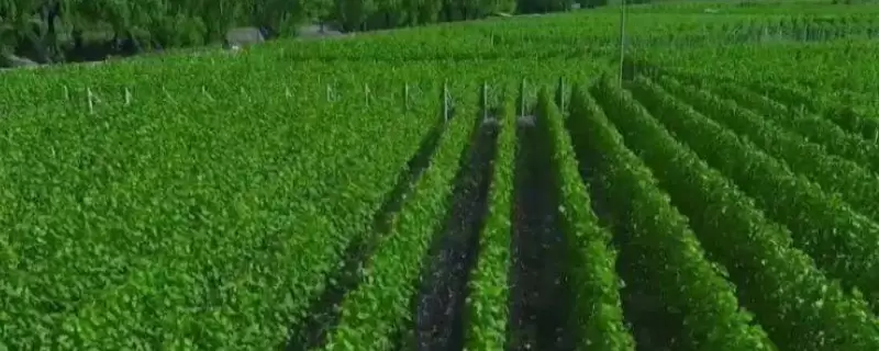 农村创业搞绿色农产品种植或土地租用有前途吗,还有其他项目可以做吗-会东网