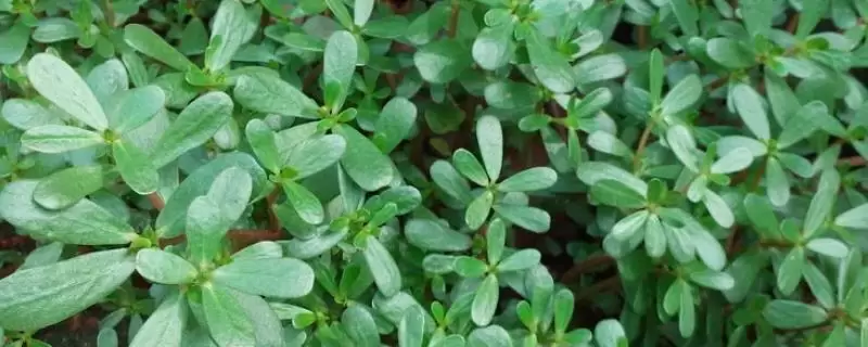 野菜的种植前景怎样,常见野菜的种植效益-会东网