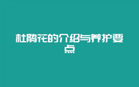 杜鹃花的介绍与养护要点-会东网