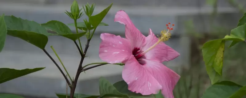 朱槿花的花语和寓意-会东网