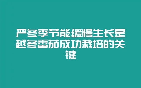 严冬季节能缓慢生长是越冬番茄成功栽培的关键-会东网