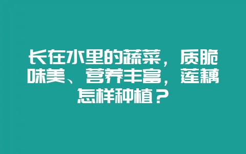 长在水里的蔬菜,质脆味美、营养丰富,莲藕怎样种植?插图 长在水里的蔬菜,质脆味美、营养丰富,莲藕怎样种植?插图