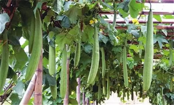 丝瓜种植方法及其关键步骤-会东网