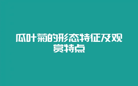 瓜叶菊的形态特征及观赏特点-会东网