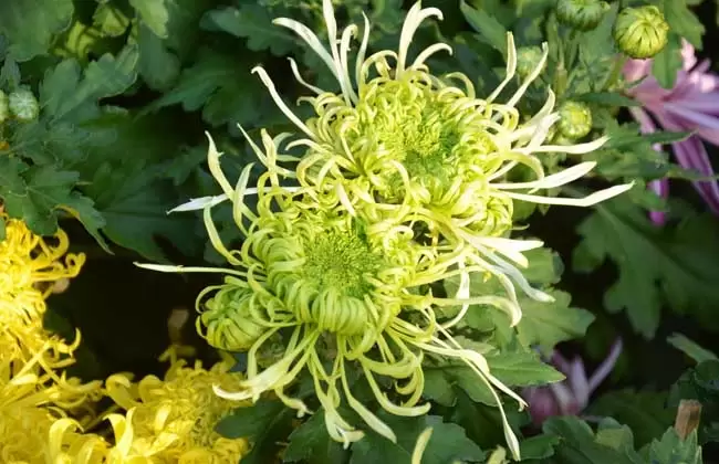 菊花种类图片大全-会东网