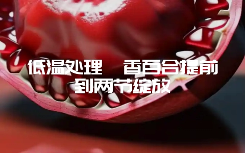 低温处理麝香百合提前到两节绽放-会东网