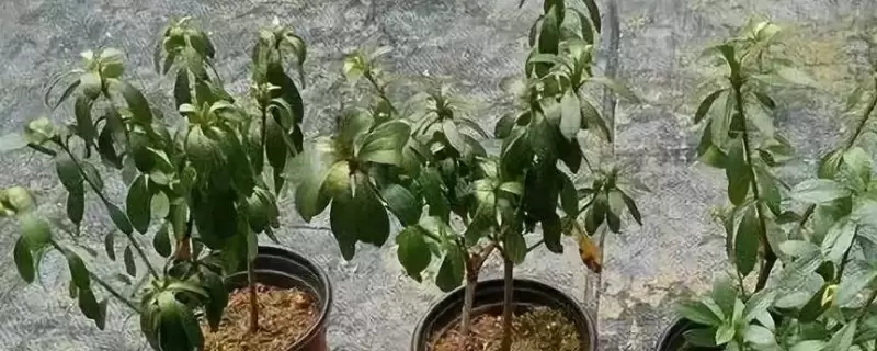 植物缺水蔫了还能缓过来吗-会东网