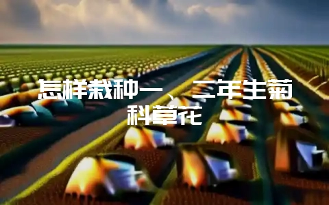 怎样栽种一、二年生菊科草花-会东网