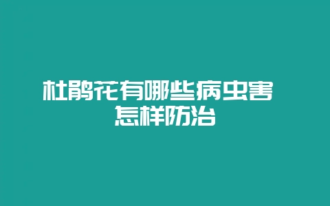 杜鹃花有哪些病虫害 怎样防治-会东网