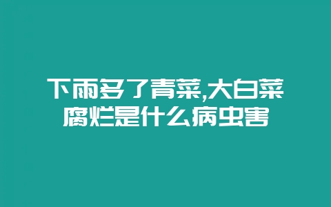 下雨多了青菜,大白菜腐烂是什么病虫害-会东网