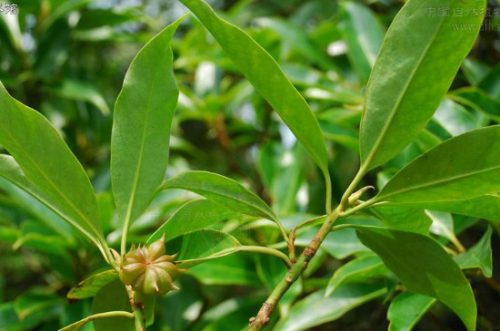 八角是什么果实类型插图2 八角是什么果实类型插图2