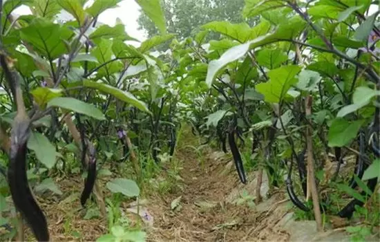 茄子种植时间和方法:如何育苗、定植等-会东网