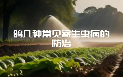鸽几种常见寄生虫病的防治-会东网