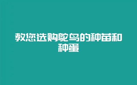 教您选购鸵鸟的种苗和种蛋-会东网
