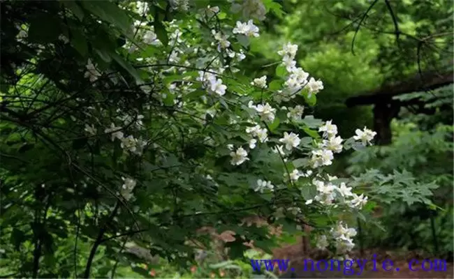 山梅花栽培管理方法及其园林用途-会东网