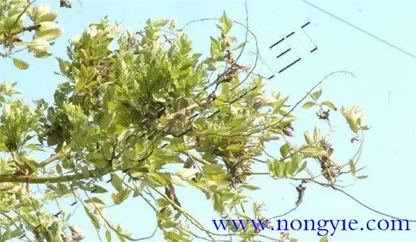 枣疯病的原因是什么,枣疯病怎么治疗-会东网