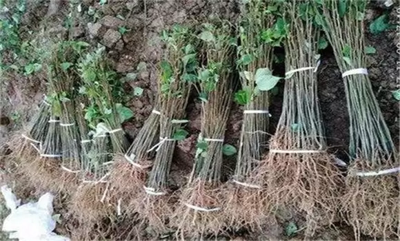拐枣树苗适合哪里种植 拐枣树苗怎么培育-会东网
