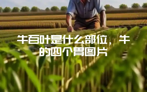 牛百叶是什么部位，牛的四个胃图片-会东网