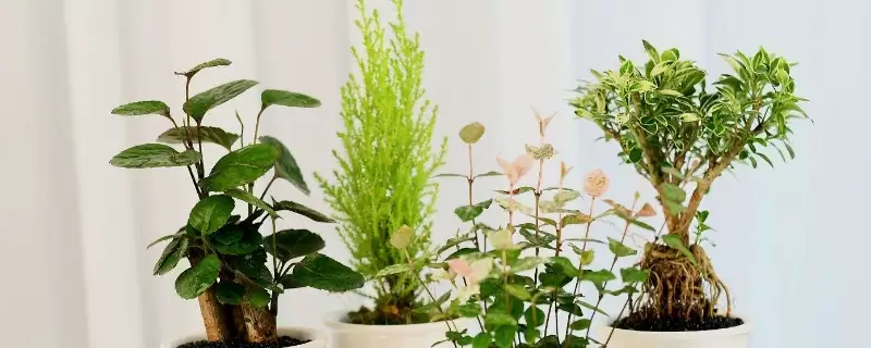 养花的水多久换一次水-会东网