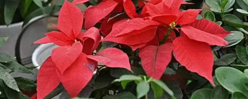 圣诞花的花语和寓意-会东网