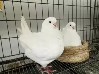 肉鸽饲养冬季管理三注意-会东网