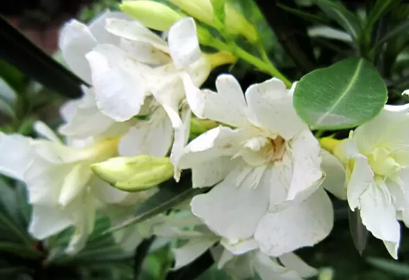 栀子花夏季养殖方法 栀子花养殖技巧-会东网