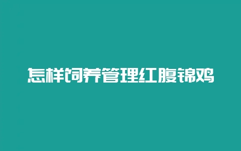 怎样饲养管理红腹锦鸡-会东网