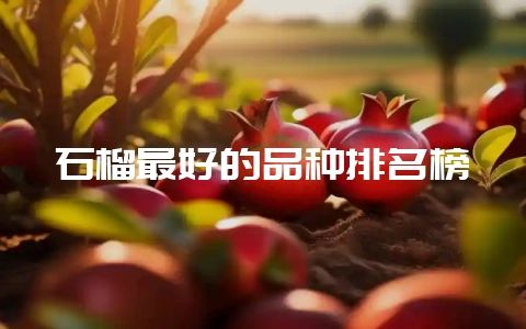 石榴最好的品种排名榜-会东网