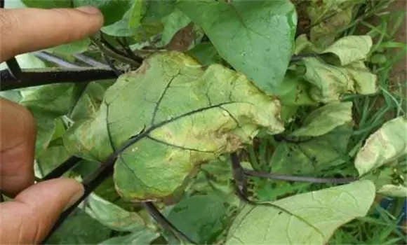 茄子黄萎病防治的方法 有没有茄子黄萎病特效药-会东网