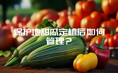 保护地甜瓜定植后如何管理?-会东网