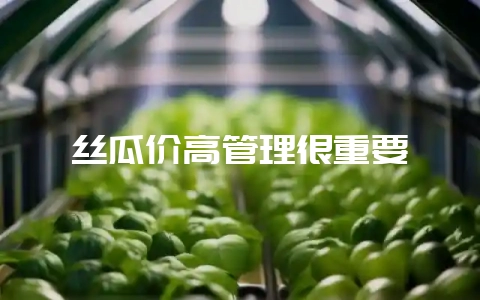 丝瓜价高管理很重要-会东网
