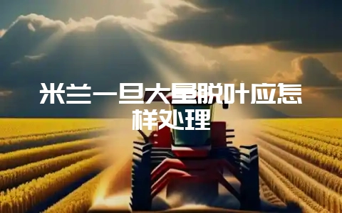 米兰一旦大量脱叶应怎样处理-会东网
