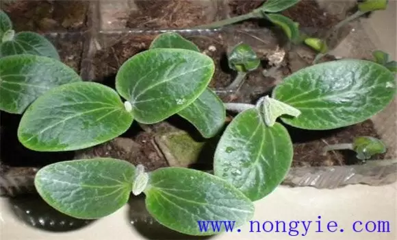 南瓜种植时间 南瓜的种植方法和时间-会东网