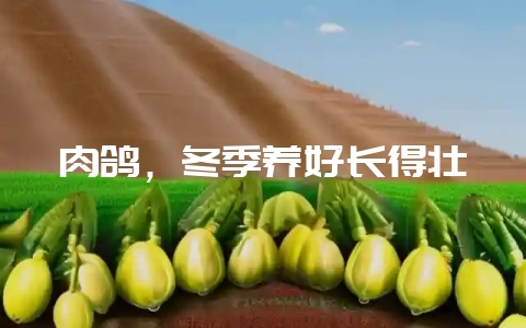 肉鸽,冬季养好长得壮-会东网