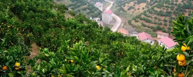 返乡创业的原因是什么,优势何在-会东网