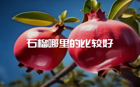 石榴哪里的比较好插图 石榴哪里的比较好插图