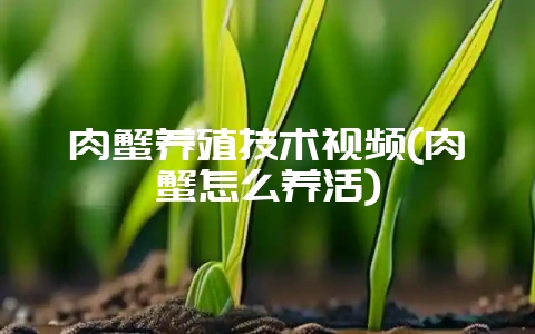 肉蟹养殖技术视频(肉蟹怎么养活)-会东网