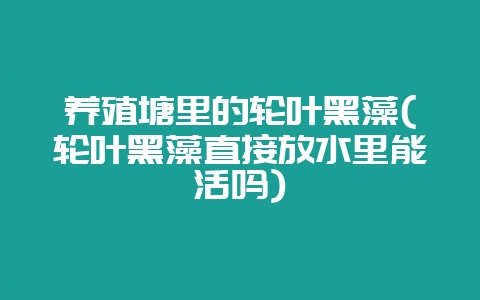 养殖塘里的轮叶黑藻(轮叶黑藻直接放水里能活吗)-会东网