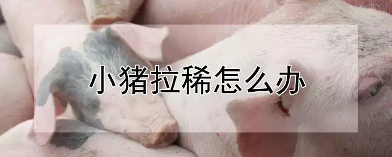 小猪拉稀怎么办-会东网