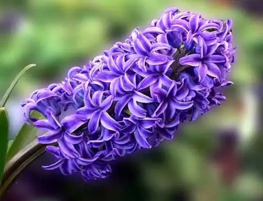 风信子的花语是什么?-会东网