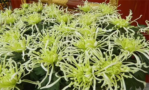 独本菊培植技术措施有哪些-会东网