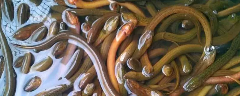 养黄鳝一亩能赚多少钱,附核算方法-会东网