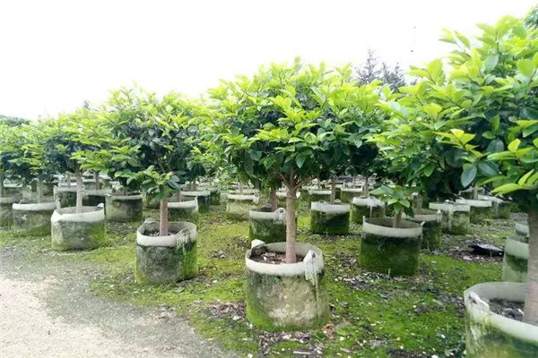 含笑盆栽种植技术及日常管理要求-会东网