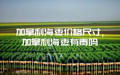 加拿利海枣价格尺寸，加拿利海枣有毒吗-会东网
