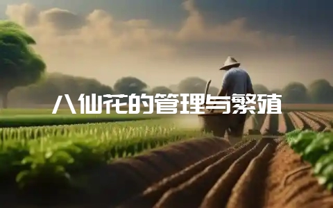 八仙花的管理与繁殖插图 八仙花的管理与繁殖插图