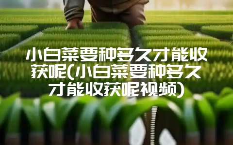 小白菜要种多久才能收获呢(小白菜要种多久才能收获呢视频)-会东网
